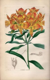 1854ǯ Sweet Ornamental Flower Garden Pl.187 ꥺ 륹ȥꥢ° ALSTROEMERIA AURANTIACA