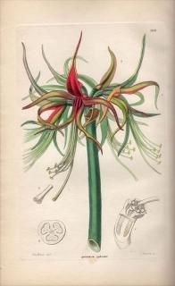 1854ǯ Sweet Ornamental Flower Garden Pl.198 ҥХʲ ҥåڥȥ° SPREKELIA CYBISTER ĥХ᥺