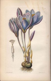 1854ǯ Sweet Ornamental Flower Garden Pl.207  å° CROCUS SPECIOSUS