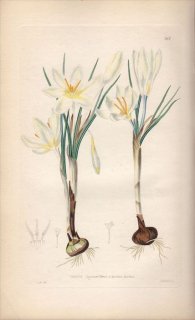 1854ǯ Sweet Ornamental Flower Garden Pl.212  å° CROCUS LAGENAEFLORUS