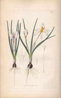 1854ǯ Sweet Ornamental Flower Garden Pl.213  å° CROCUS ANNULATUS