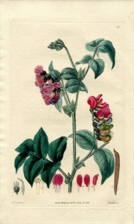 1829ǯ Sweet British Flower Garden Pl.28 ޥ ꥽° OROBUS variegatus