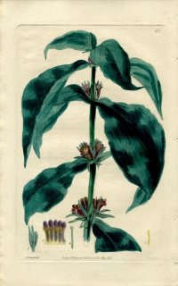 1830ǯ Sweet British Flower Garden Pl.45  ĥ̥° TRIOSTEUM perfoliatum