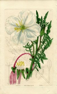 1831ǯ Sweet British Flower Garden Pl.105 Хʲ ޥĥ襤° OENOTHERA anisoloba