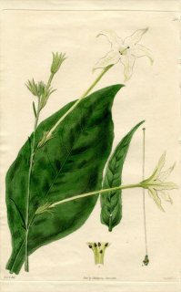 1833ǯ Sweet British Flower Garden Pl.196 ʥ Х° NICOTIANA longiflora