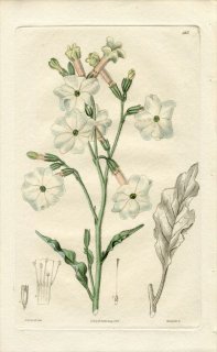 1828ǯ Sweet British Flower Garden Pl.262 ʥ Х° NICOTIANA noctiflora