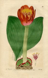 1817ǯ Edwards Botanical Register No.181 ҥХʲ ϥޥĥ° HAEMANTHUS coarctatus