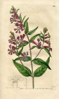 1817ǯ Edwards Botanical Register No.182 ߥϥ ե° CUPHEA procumbens