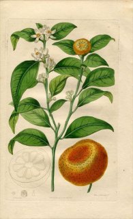1817ǯ Edwards Botanical Register No.211 ߥ ߥ° ޥ󥪥 CITRUS nobilis