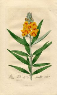 1817ǯ Edwards Botanical Register No.216 ޥ  ꥹ° CALLISTACHYS lanceolata