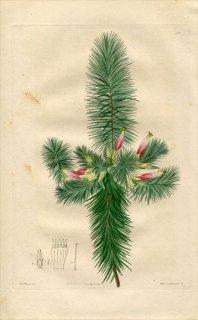 1817ǯ Edwards Botanical Register No.218 ĥĥ ƥʥƥ° STENANTHERA pinifolia