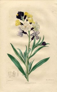 1817ǯ Edwards Botanical Register No.219 ֥ʲ ° ˥饻ȥ CHEIRANTHUS Cheiri