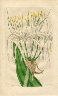 1817ǯ Edwards Botanical Register No.221 ҥХʲ ҥΥꥹ° PANCRATIUM angustum