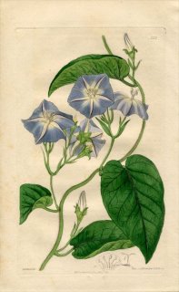 1817ǯ Edwards Botanical Register No.222 ҥ륬 襦ҥ륬° CONVOLVULUS pannifolius