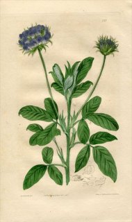 1817ǯ Edwards Botanical Register No.223 ޥ ٥° PSORALEA pedunculata