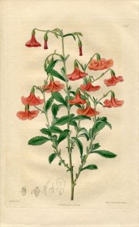 1817ǯ Edwards Botanical Register No.224  إޥ˥° MAHERNIA grandiflora