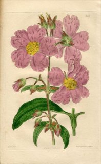 1817ǯ Edwards Botanical Register No.225 ϥ˥Хʲ ° CISTUS vaginatus