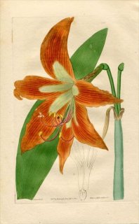 1817ǯ Edwards Botanical Register No.226 ҥХʲ ҥåڥȥ° AMARYLLIS fulgida