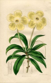 1817ǯ Edwards Botanical Register No.228 ʥ ֥ե륷° BRUNSFELSIA undulata