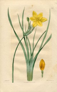 1817ǯ Edwards Botanical Register No.229  ܥХƥ° MARICA gladiata