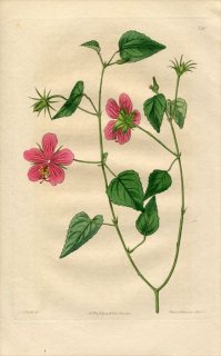 1817ǯ Edwards Botanical Register No.230  ե襦° ϥӥ HIBISCUS phoeniceus