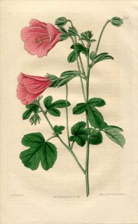 1817ǯ Edwards Botanical Register No.231  ե襦° ϥӥ HIBISCUS pedunculatus