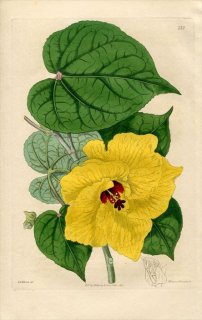 1817ǯ Edwards Botanical Register No.232  ե襦° ϥޥܥ HIBISCUS tiliaceus