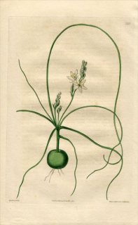 1817ǯ Edwards Botanical Register No.235  ޥ° ORNITHOGALUM niveum