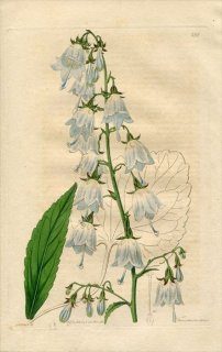 1817ǯ Edwards Botanical Register No.236 祦 ĥꥬͥ˥󥸥° CAMPANULA lilifolia