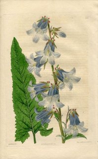 1817ǯ Edwards Botanical Register No.237 祦 ۥ֥° CAMPANULA sarmatica