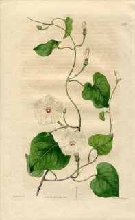 1817ǯ Edwards Botanical Register No.239 ҥ륬 ĥޥ° ҥΥ IPOMOEA obscura