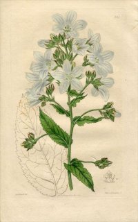 1817ǯ Edwards Botanical Register No.241 祦 ۥ֥° CAMPANULA lactiflora