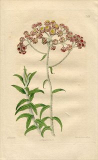 1817ǯ Edwards Botanical Register No.243  إꥯꥹ° GNAPHALIUM congestum