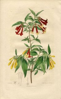 1817ǯ Edwards Botanical Register No.245 Ͳ ֥Хǥ° BOUVARDIA versicolor