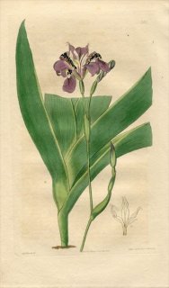 1817ǯ Edwards Botanical Register No.246  ° IRIS dichotoma