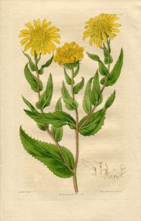 1817ǯ Edwards Botanical Register No.248  ǥꥢ° GRINDELIA inuloides