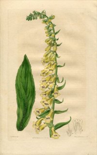 1817ǯ Edwards Botanical Register No.251 Х ꥹ° DIGITALIS lutea