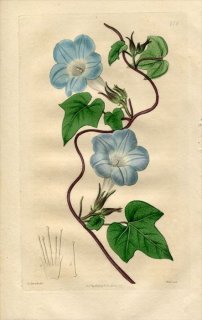 1818ǯ Edwards Botanical Register No.276 ҥ륬 ĥޥ°  IPOMOEA caerulea