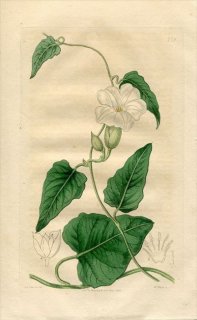 1818年 Edwards Botanical Register No.279 ヒルガオ科 オペルクリナ属 IPOMOEA Turpethum