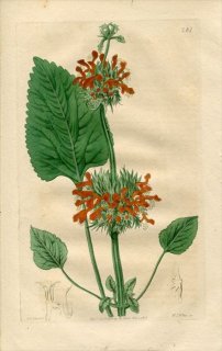 1818ǯ Edwards Botanical Register No.281  쥪Υ° LEONOTIS nepetifolia