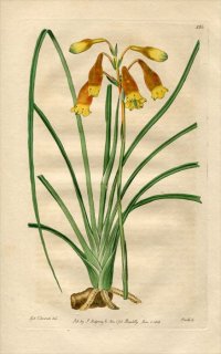 1818ǯ Edwards Botanical Register No.286 ֥ɥեǥ BLANDFORDIA nobilis