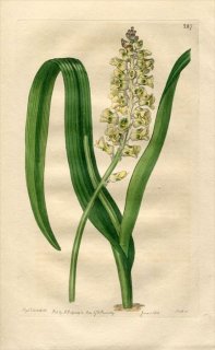 1818ǯ Edwards Botanical Register No.287  饱ʥꥢ° LACHENALIA pallida