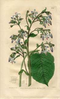 1818ǯ Edwards Botanical Register No.288 饵 ꥸ° BORAGO orientalis
