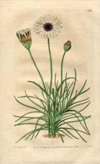 1818ǯ Edwards Botanical Register No.289  󥻥° CALENDULA graminifolia