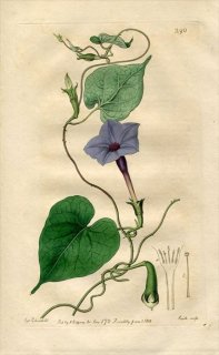 1818年 Edwards Botanical Register No.290 ヒルガオ科 サツマイモ属 キバナハマヒルガオ IPOMOEA bona nox