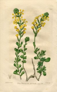 1818ǯ Edwards Botanical Register No.293 ֥ʲ VELLA Pseudo-Cytisus
