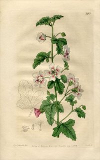 1818ǯ Edwards Botanical Register No.295  ˥° MALVA capensis