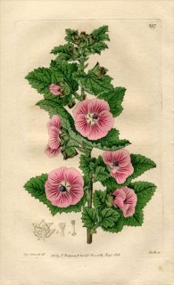 1818ǯ Edwards Botanical Register No.297  ˥° MALVA calycina