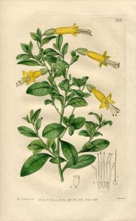1818ǯ Edwards Botanical Register No.299 ʥ ƥ° VESTIA lycioides