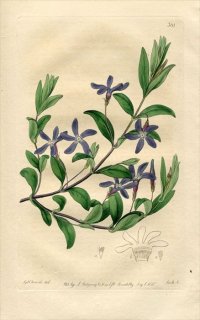 1818ǯ Edwards Botanical Register No.301 祦ȥ ĥ˥˥° VINCA herbacea